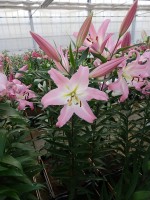 [4189 Okura VZ No101.JPG]